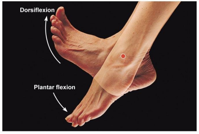 Dorsiflexion Positioning of the Foot